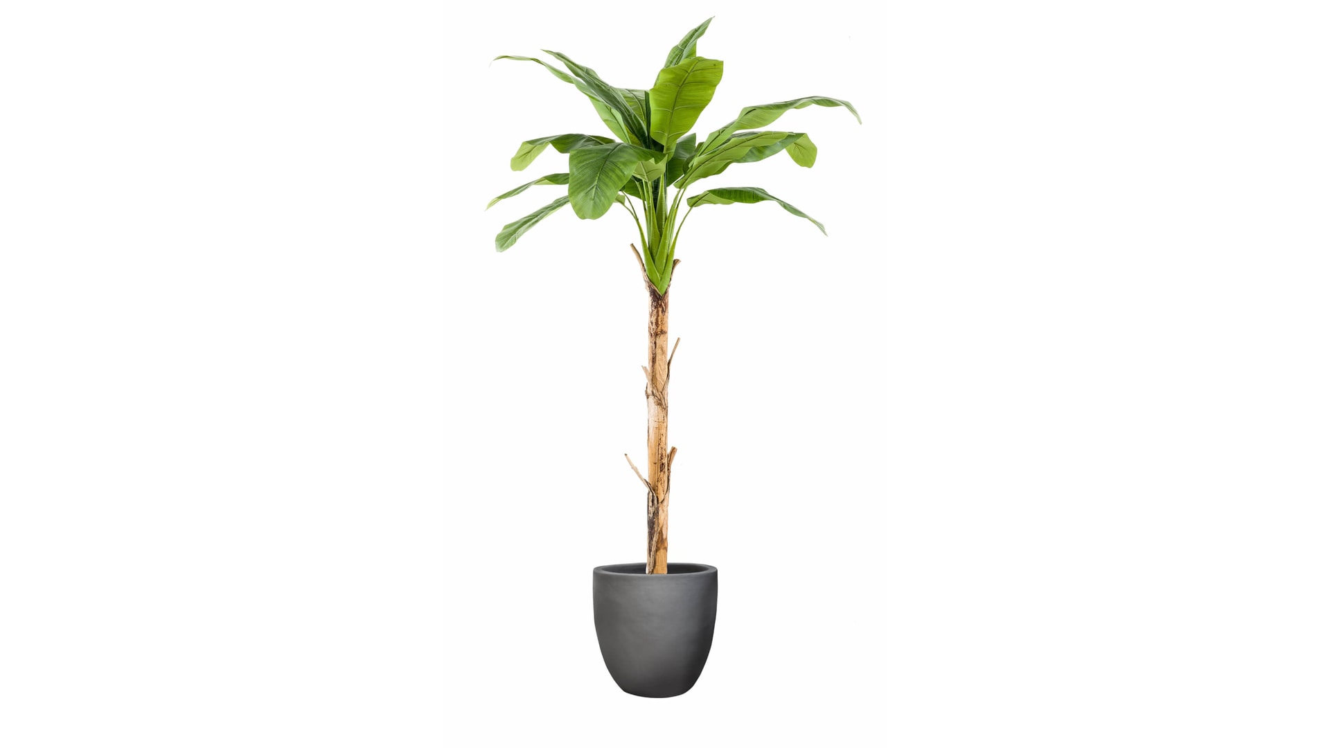 CJ Decor plantas,CJ Decor arvores,CJ Decor floresCJ Decor verde